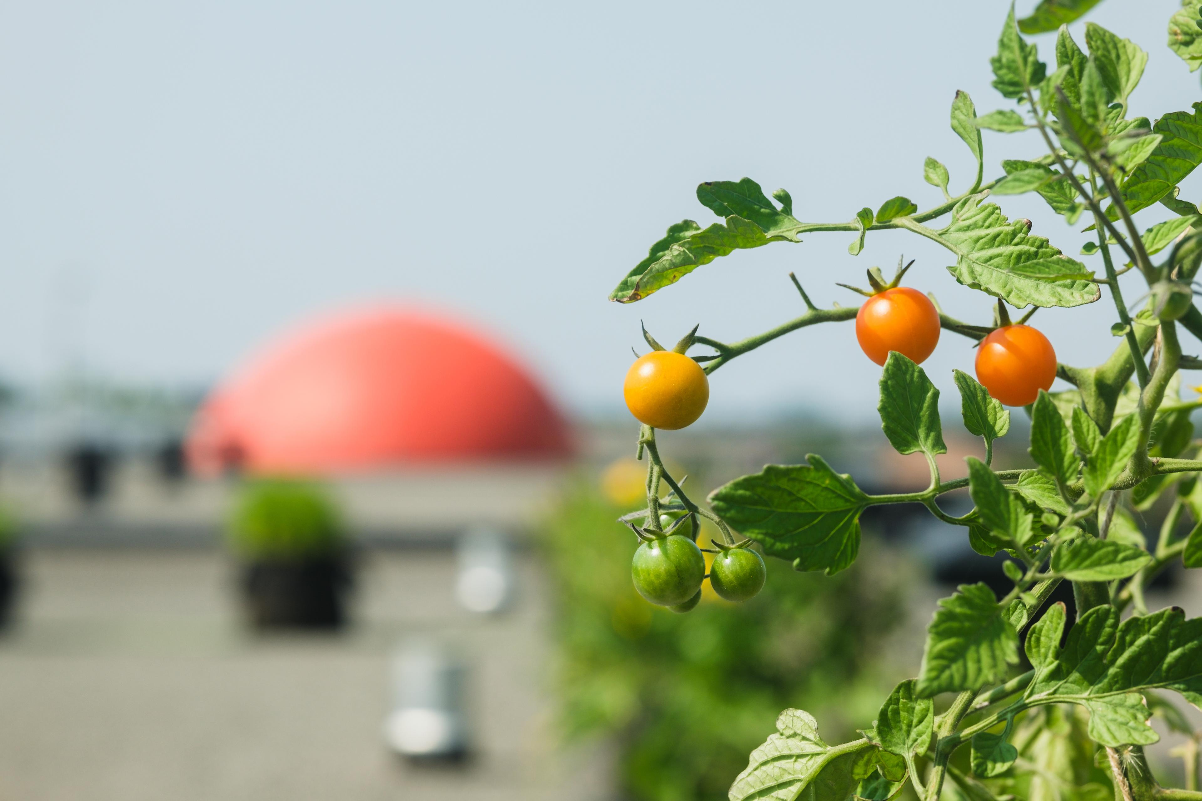 Urban farmer using the MyUrbanFarm platform