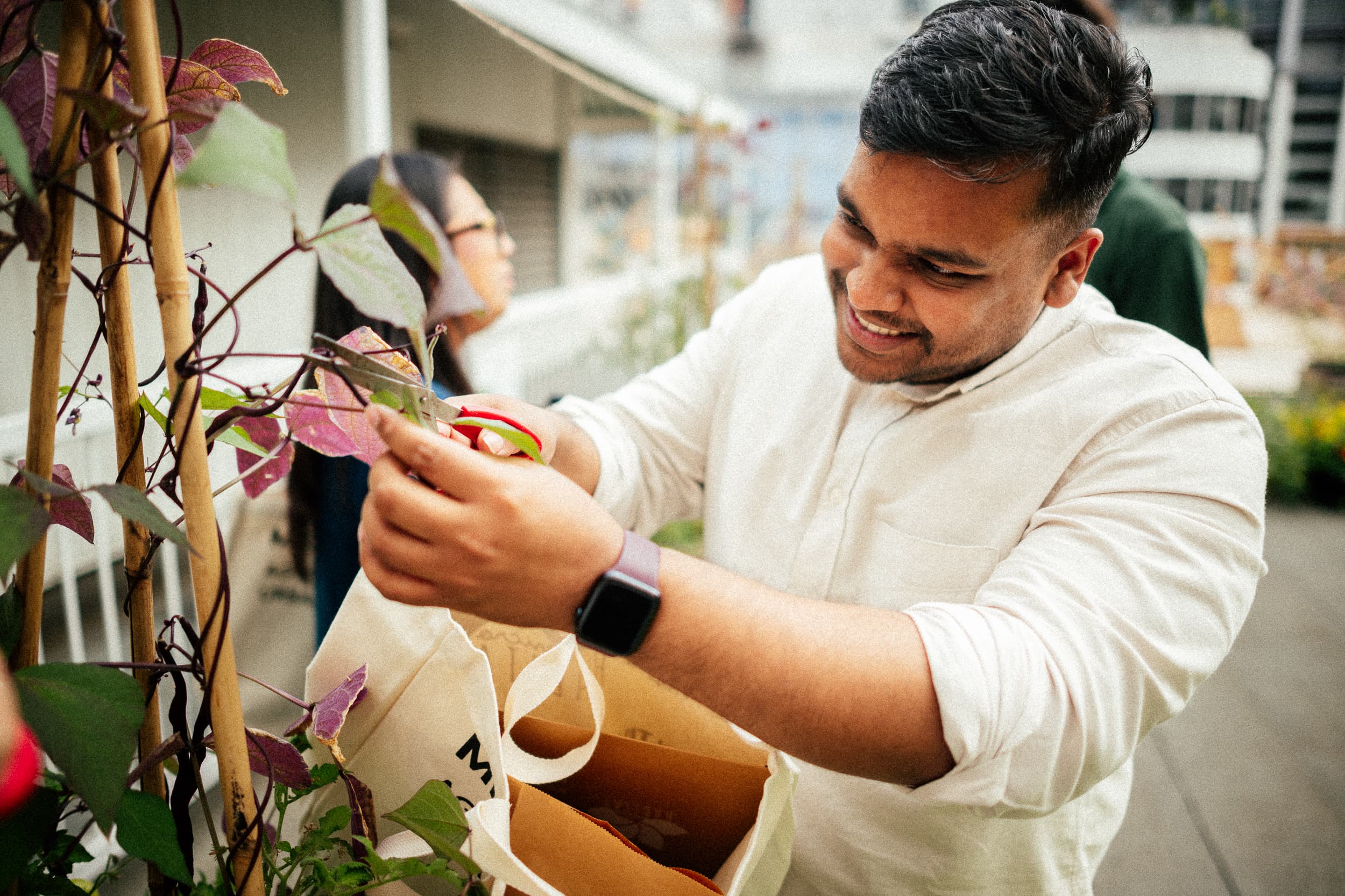 Harvested vegetables