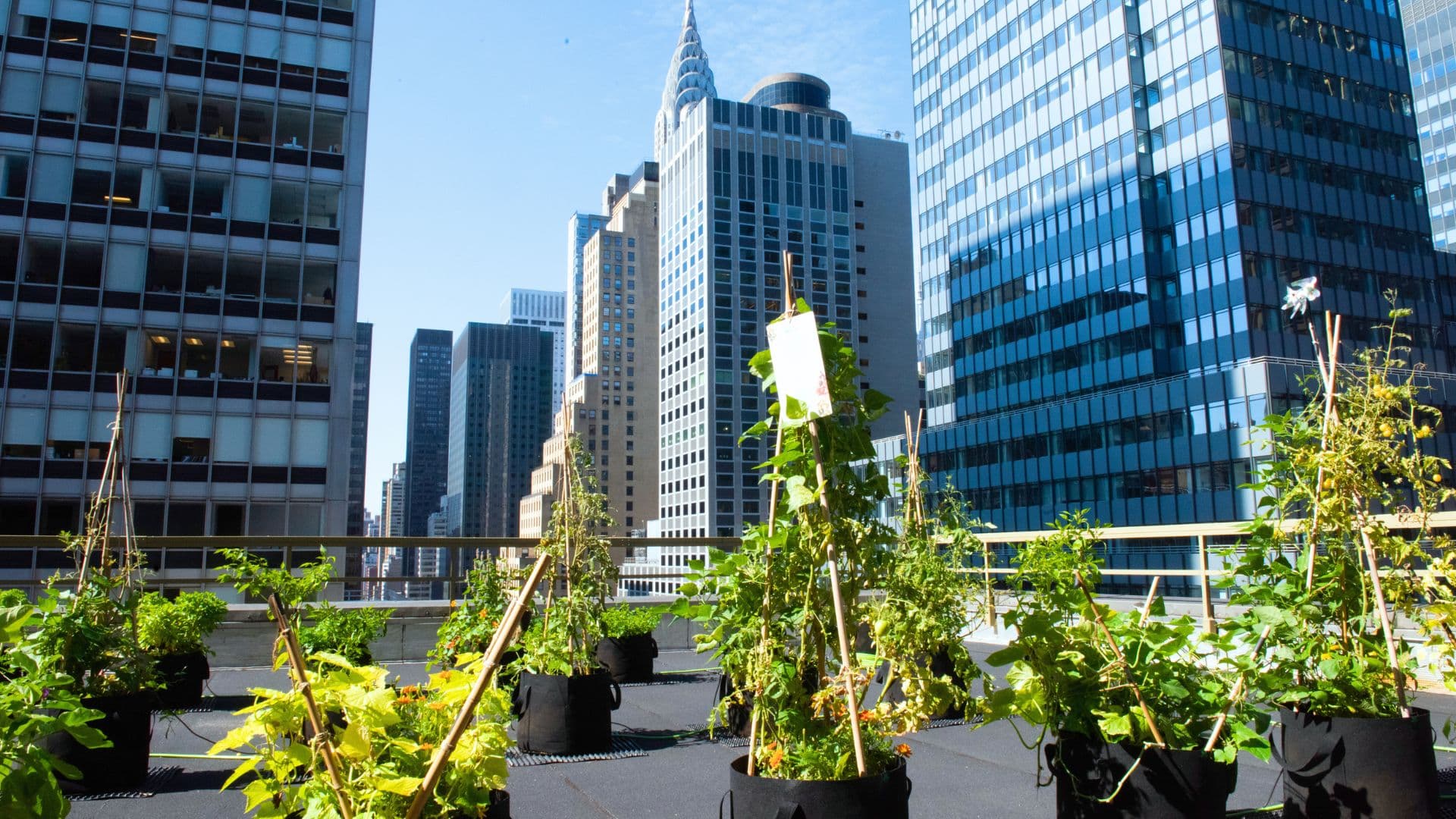 Fresh herbs growing on rooftop