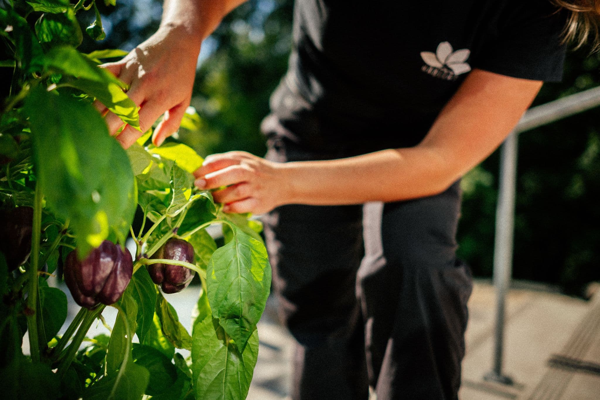 Hydroponic growing system